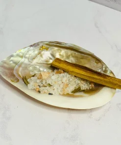 خرید صدف مادر