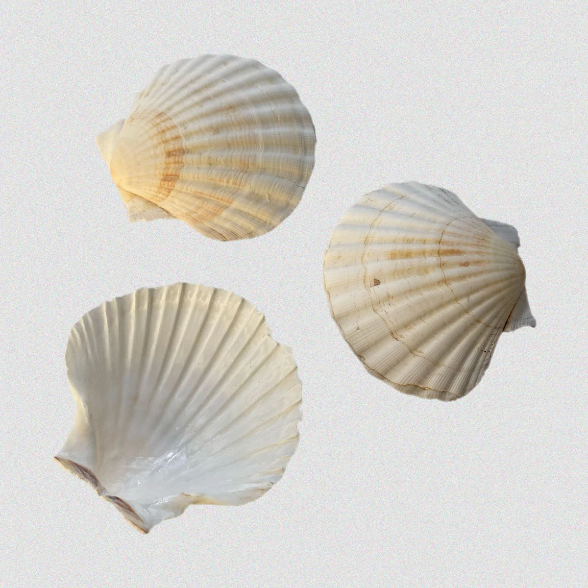 خرید صدف تزئینی