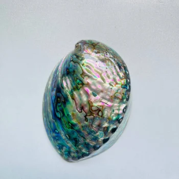 خرید صدف آبالون