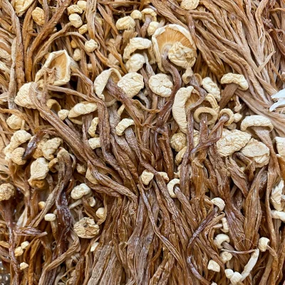 قارچ آنوکی نیمه خشک