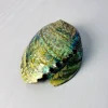 صدف آبالون سبز شکسته (اقتصادی)